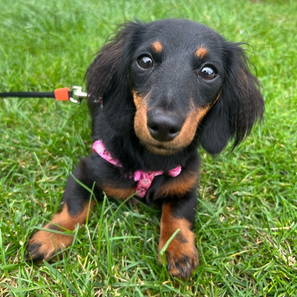 Meet your Posher, Andrea - Picture 2 of 7